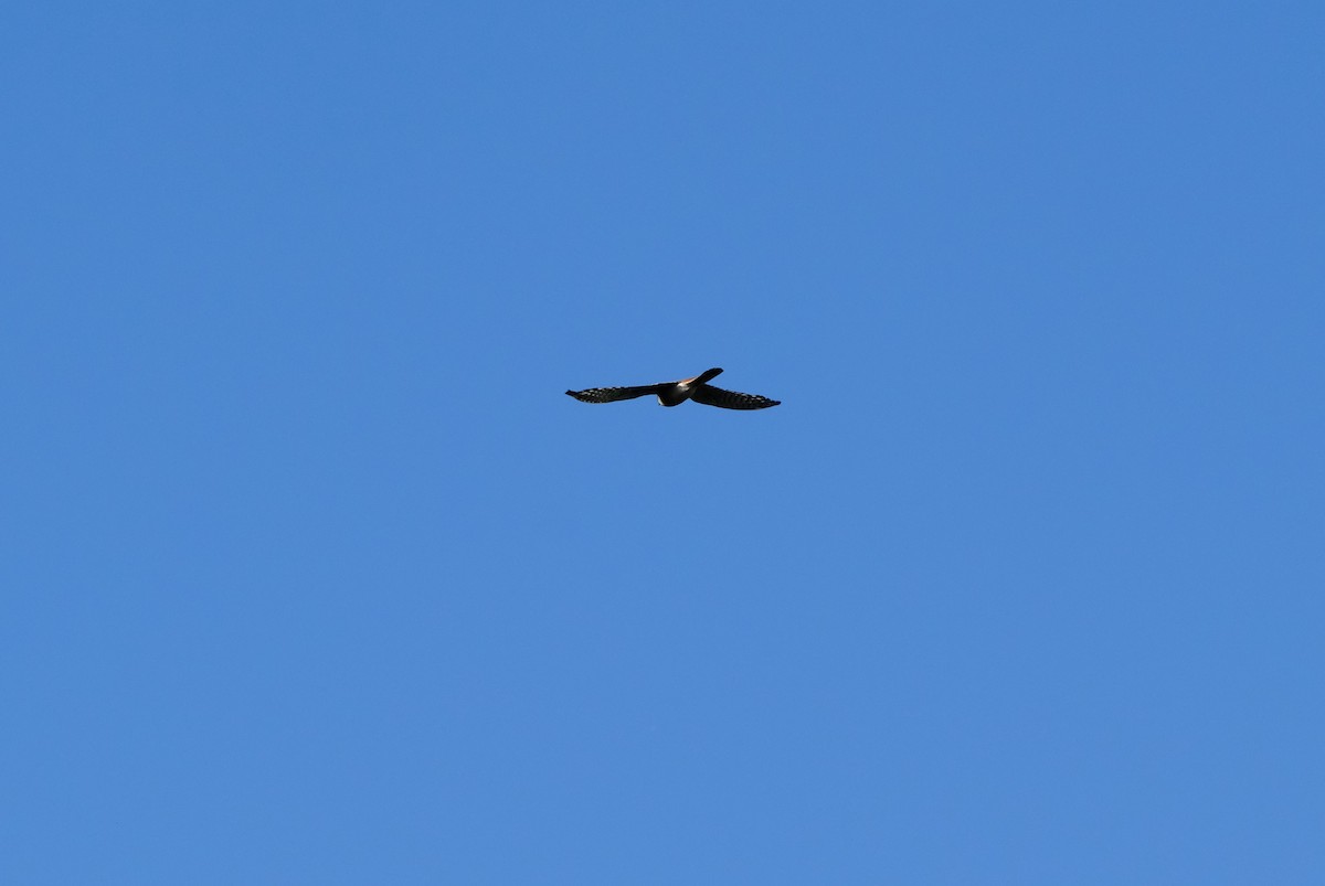 American Kestrel - ML620793672