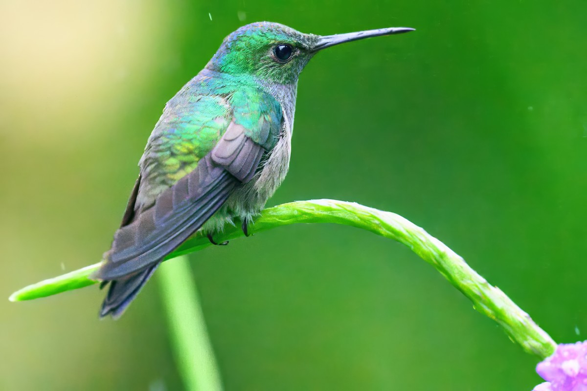 Blue-chested Hummingbird - ML620793673