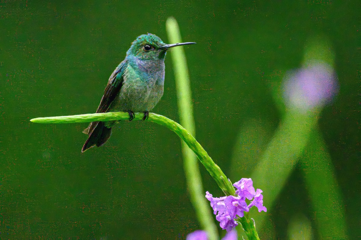 Blue-chested Hummingbird - ML620793674