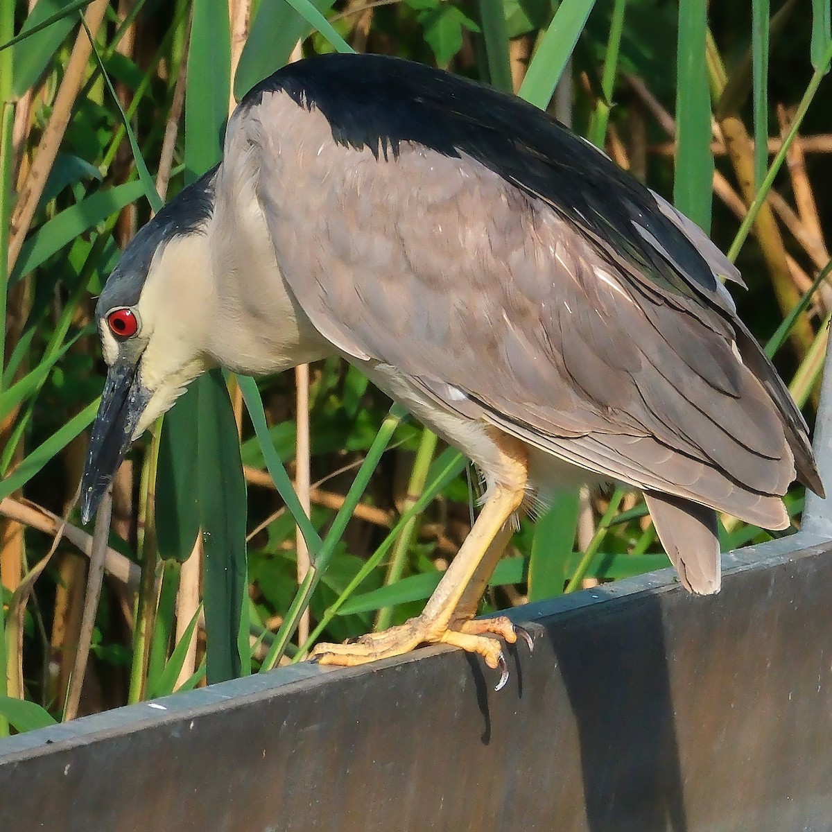 Black-crowned Night Heron - ML620793680