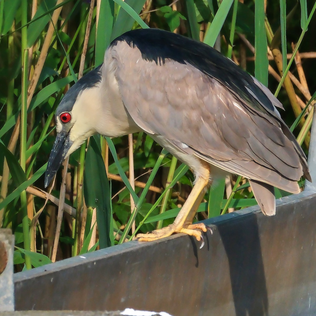 Black-crowned Night Heron - ML620793683