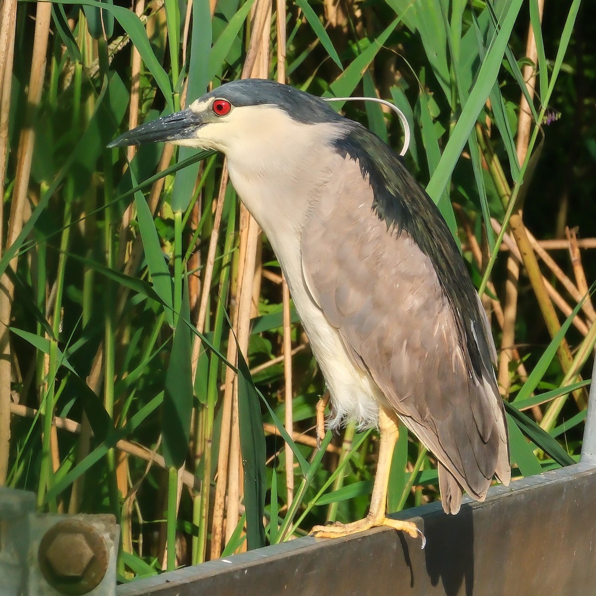 Black-crowned Night Heron - ML620793684