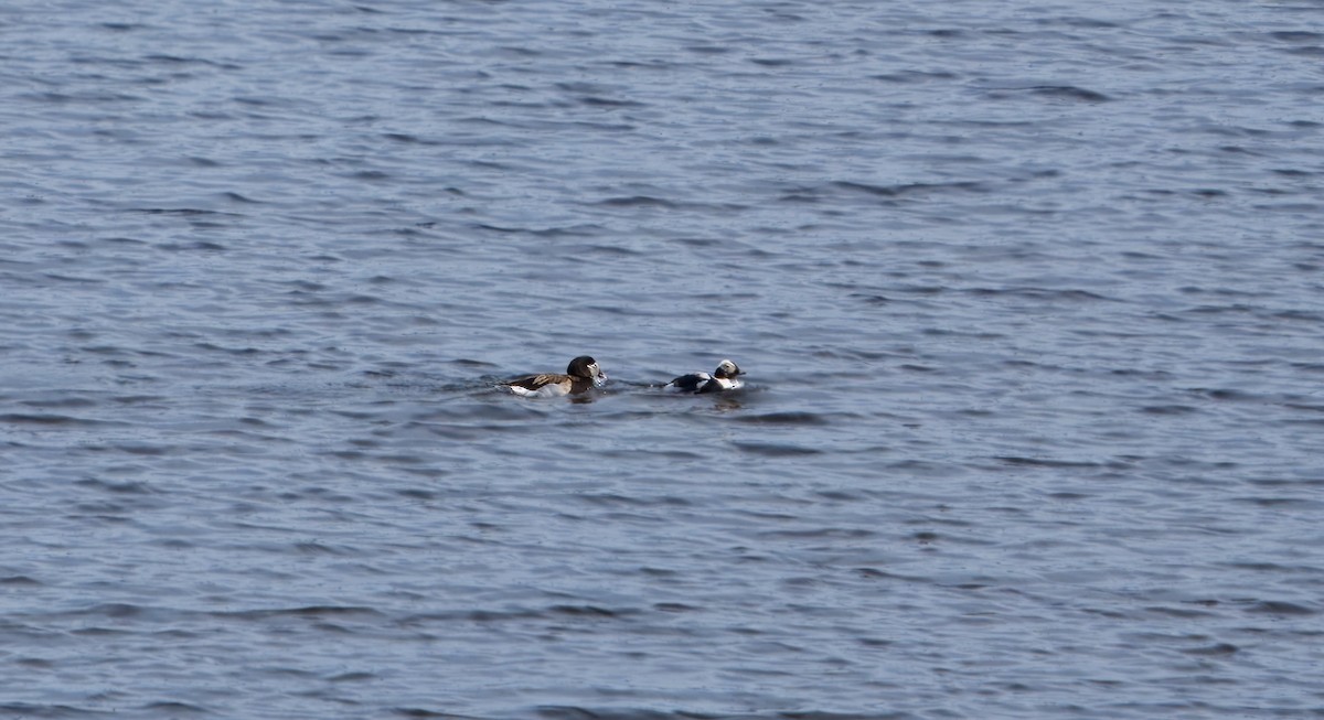 Long-tailed Duck - ML620793688