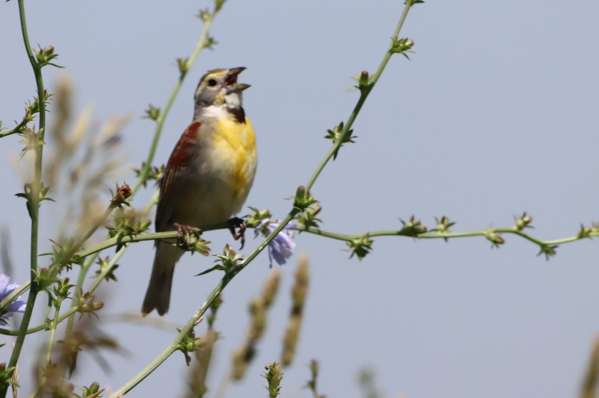 Dickcissel - ML620793689