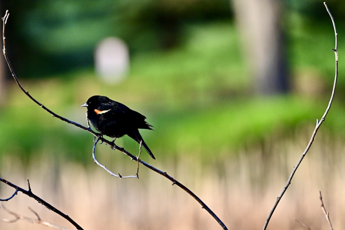 Red-winged Blackbird - ML620793690