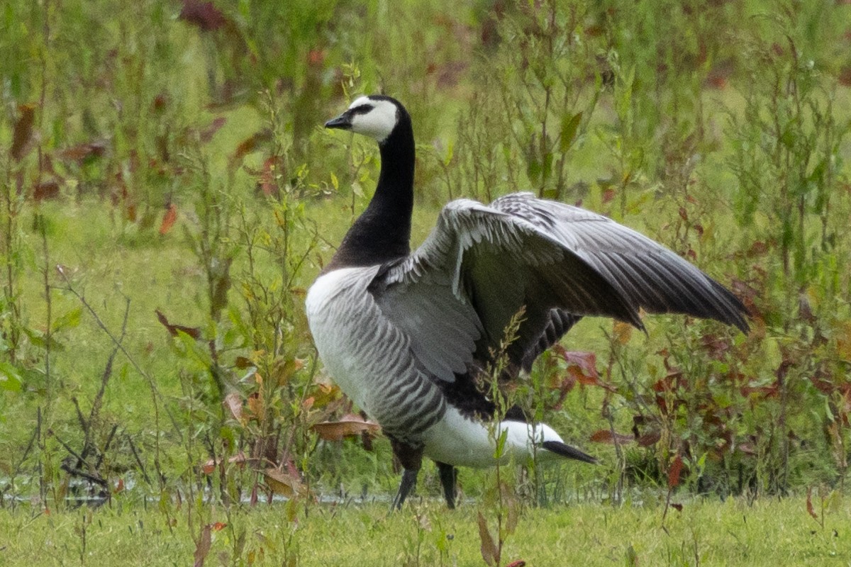 Barnacle Goose - ML620793694