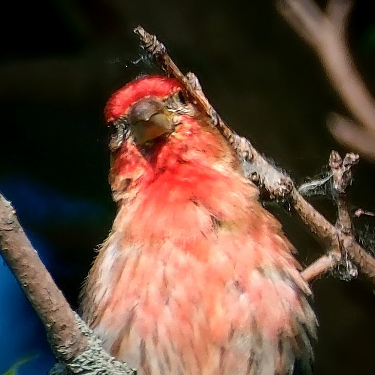 House Finch - ML620793698