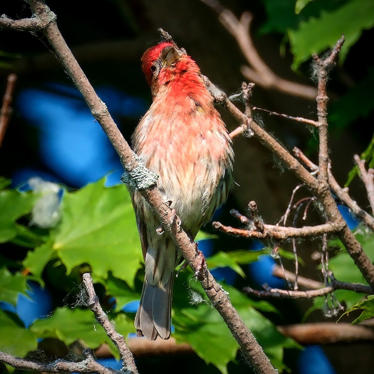 House Finch - ML620793700