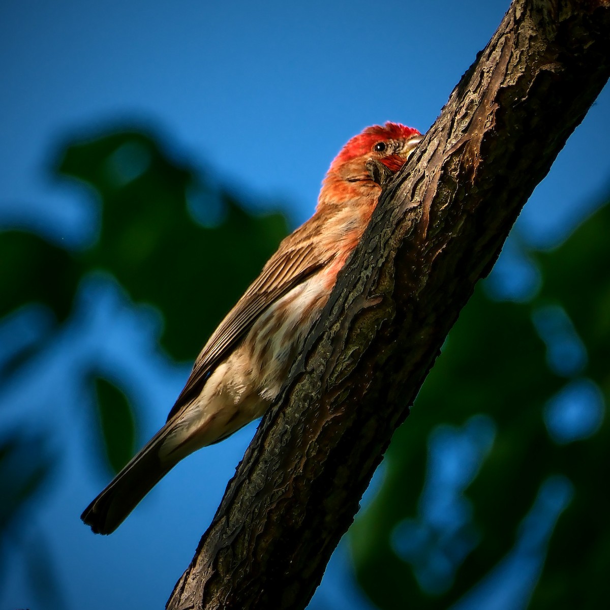 House Finch - ML620793702