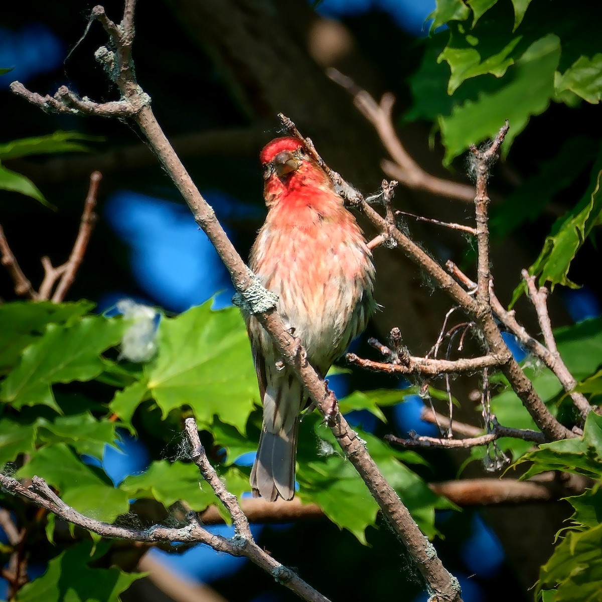 House Finch - ML620793703