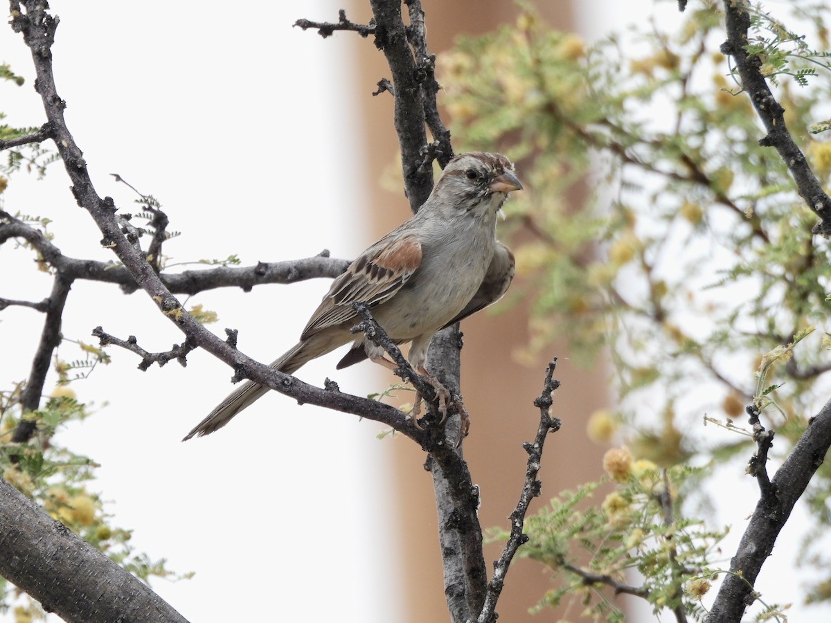 Rufous-winged Sparrow - ML620793704