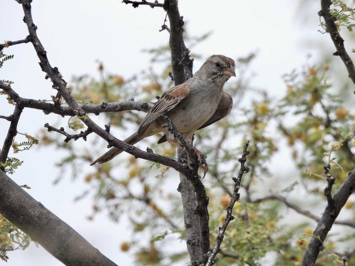 Rufous-winged Sparrow - ML620793705