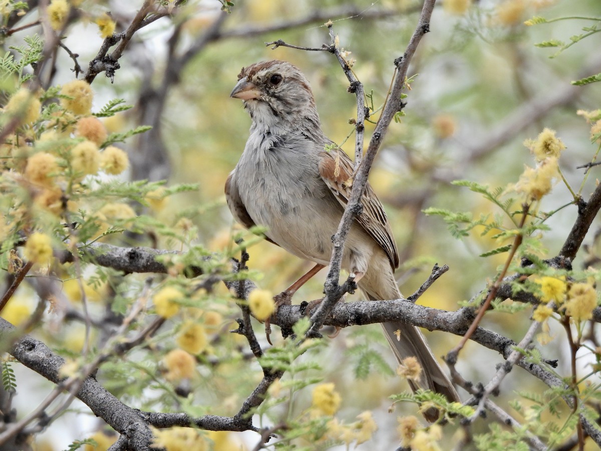 Rufous-winged Sparrow - ML620793706