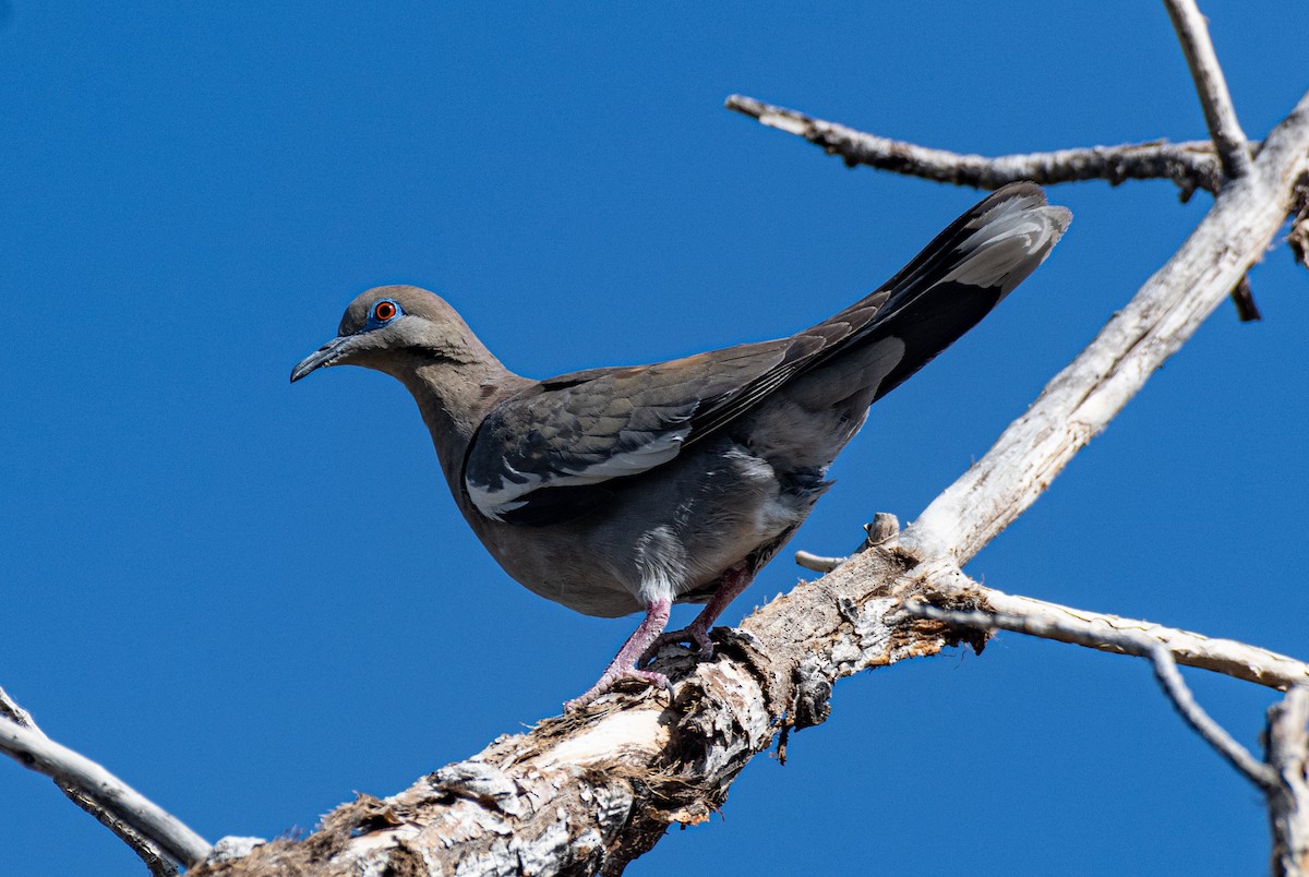 White-winged Dove - ML620793707