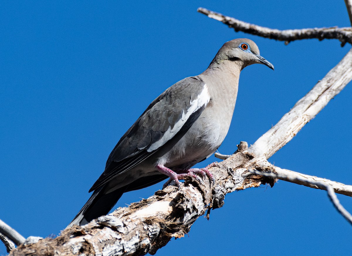 White-winged Dove - shawn mason