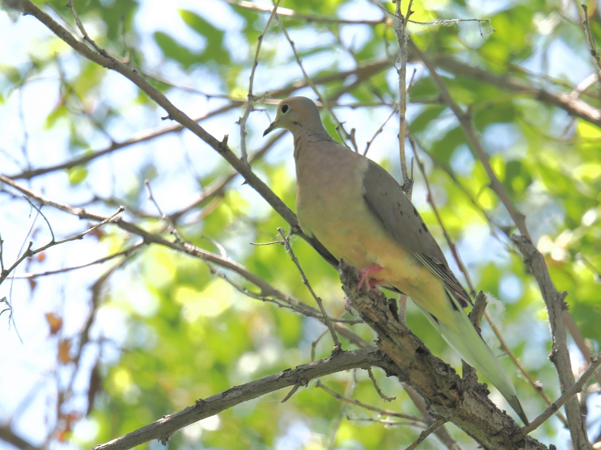 Mourning Dove - ML620793709