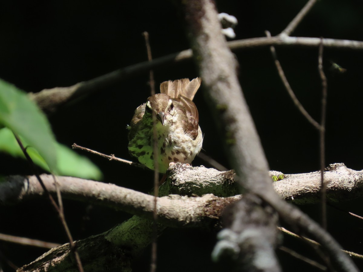 Louisiana Waterthrush - ML620793710