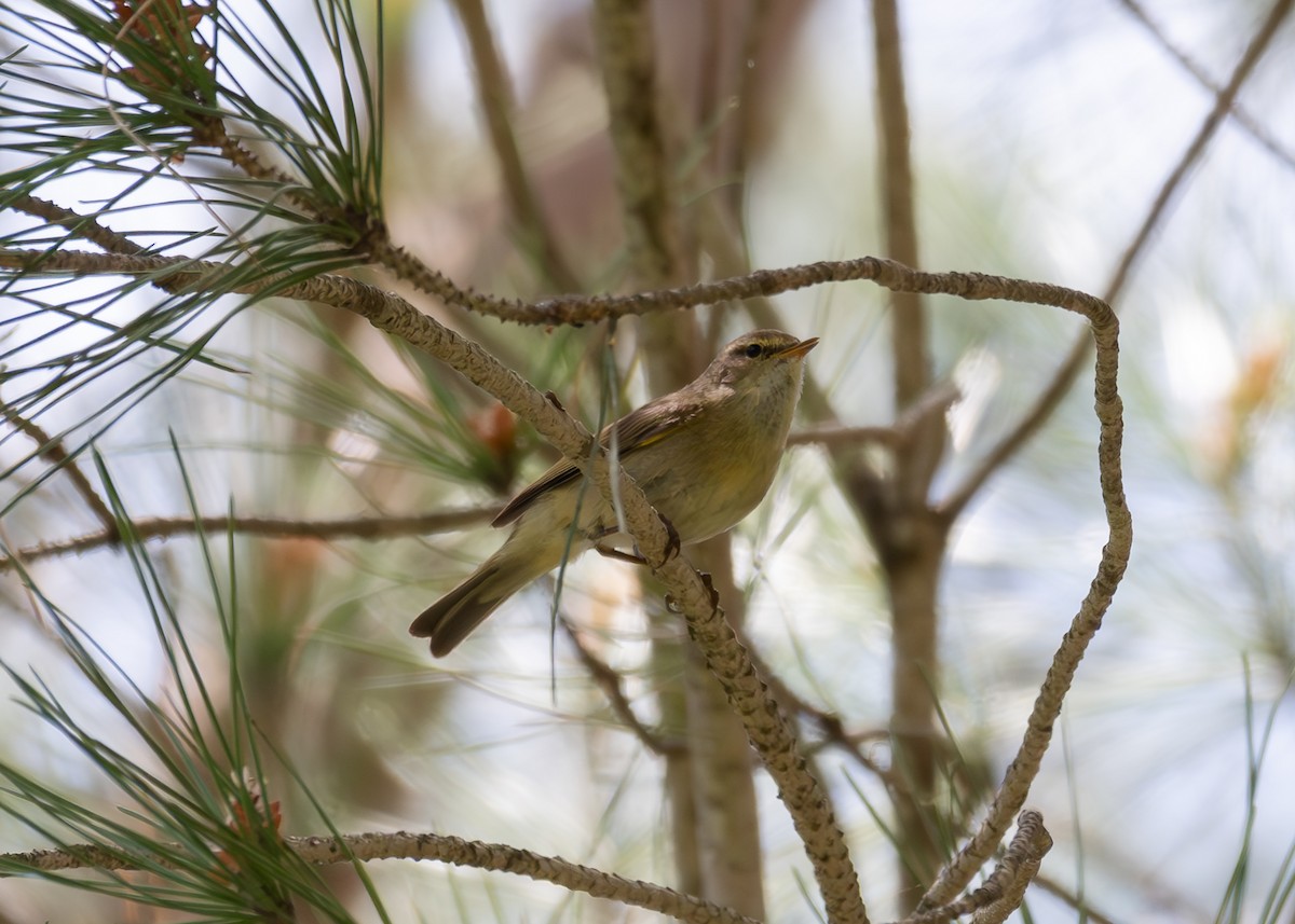 Iberian Chiffchaff - ML620793711