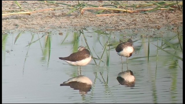 Green Sandpiper - ML620793712