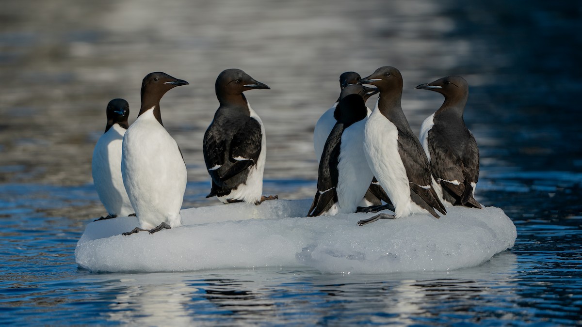 Thick-billed Murre - ML620793719