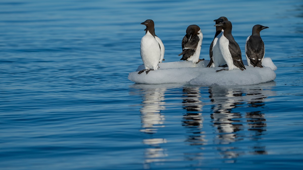 Thick-billed Murre - ML620793721