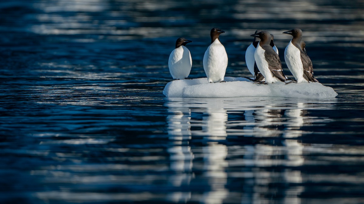 Thick-billed Murre - ML620793722