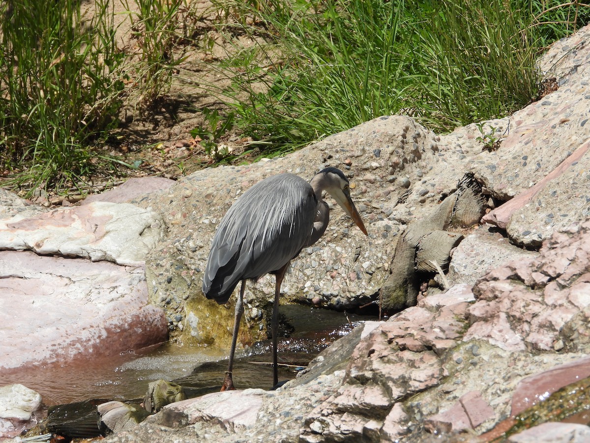 Great Blue Heron - ML620793725