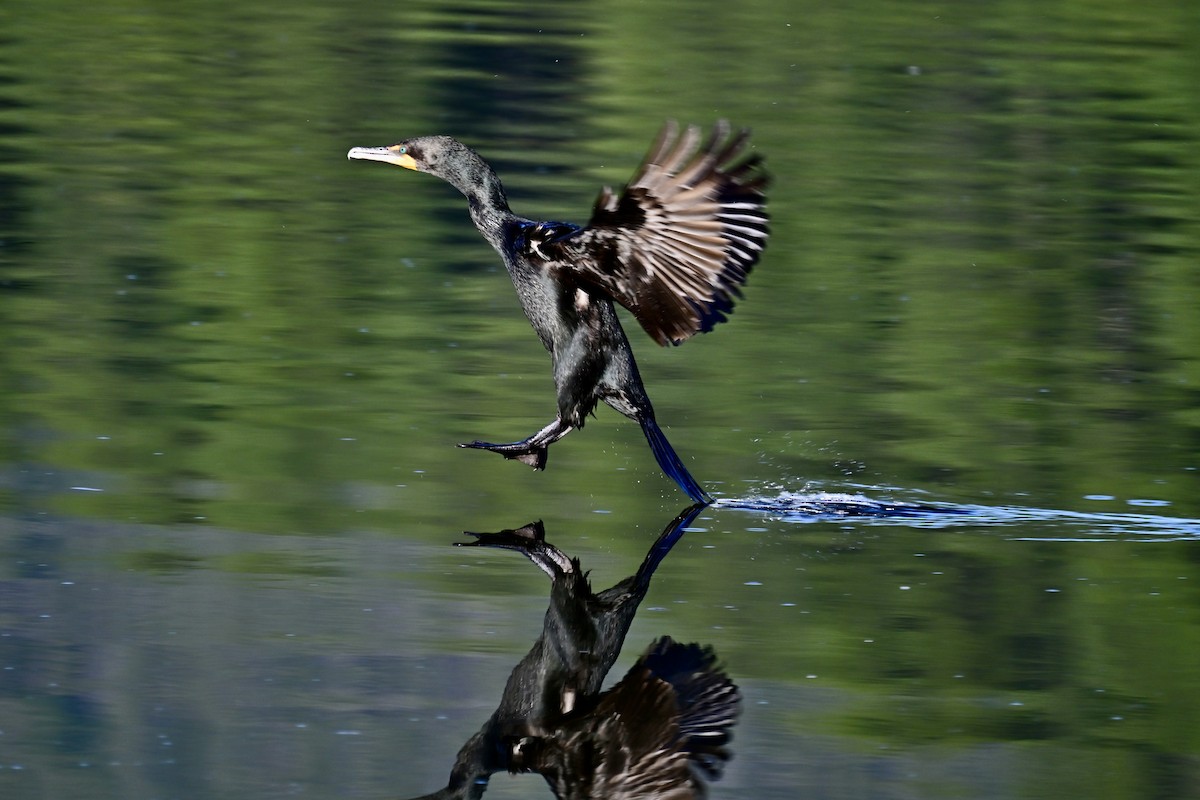 Double-crested Cormorant - ML620793730