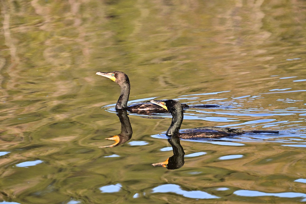 Double-crested Cormorant - ML620793731