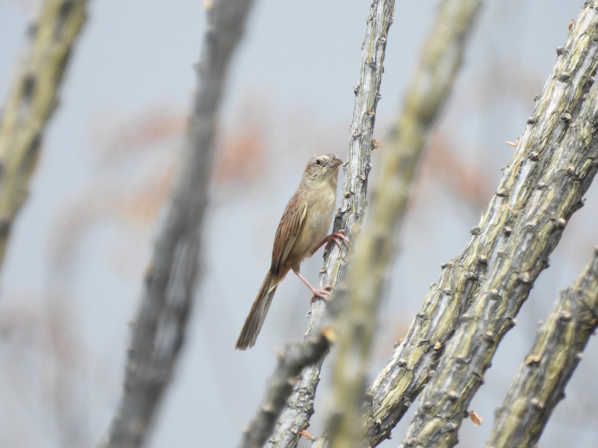 Botteri's Sparrow - ML620793732