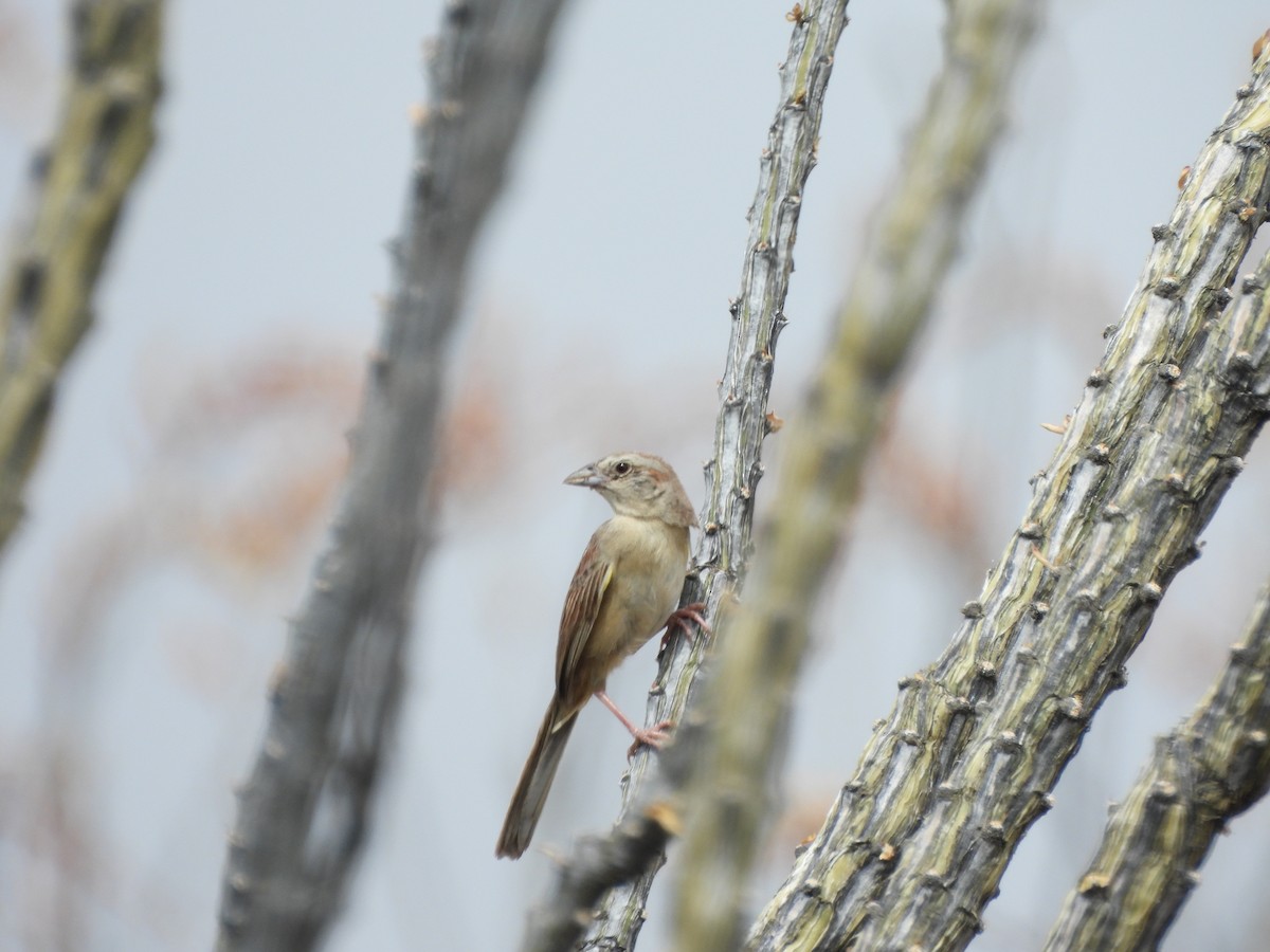 Botteri's Sparrow - ML620793733