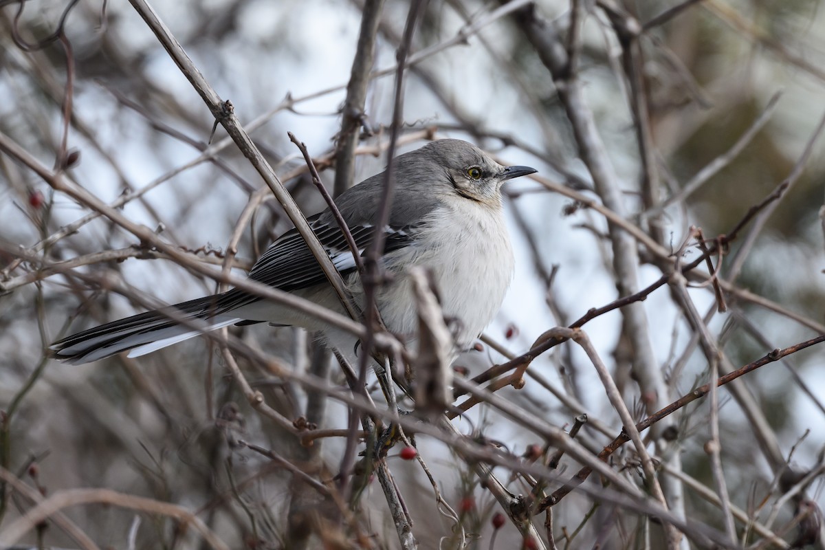 Northern Mockingbird - ML620793738