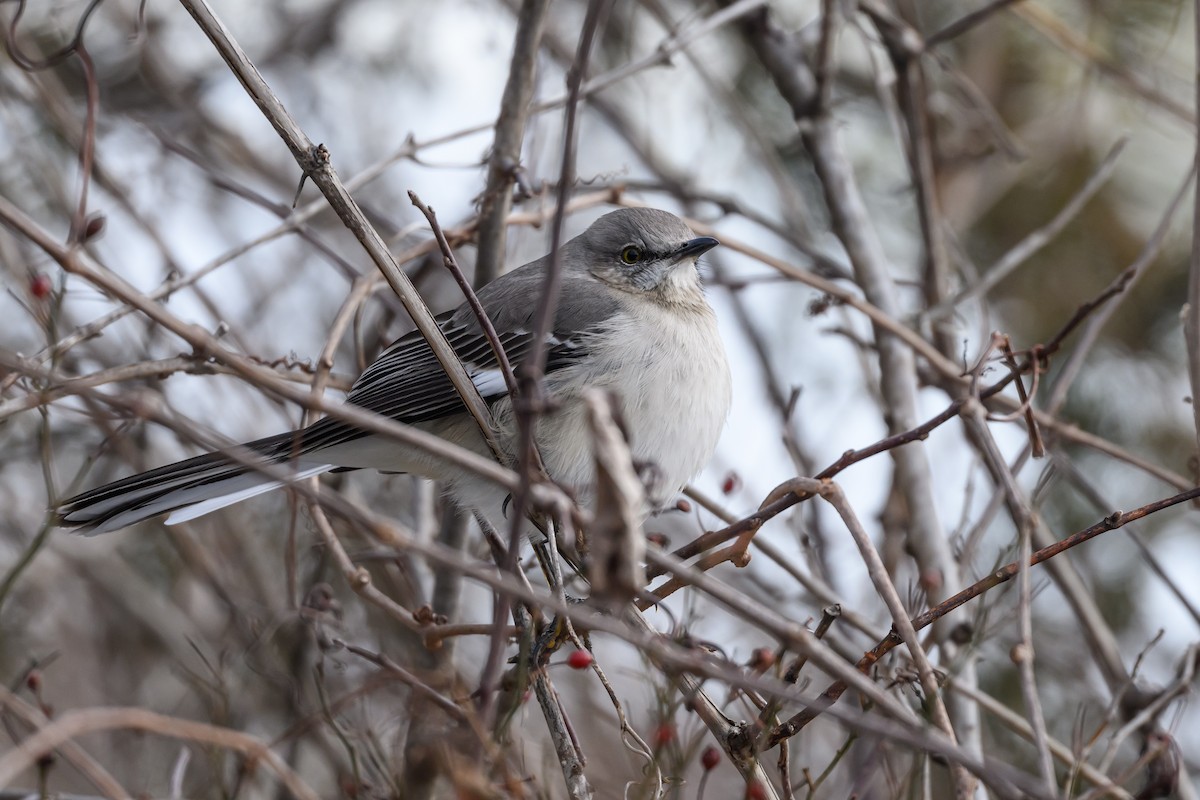 Northern Mockingbird - ML620793739