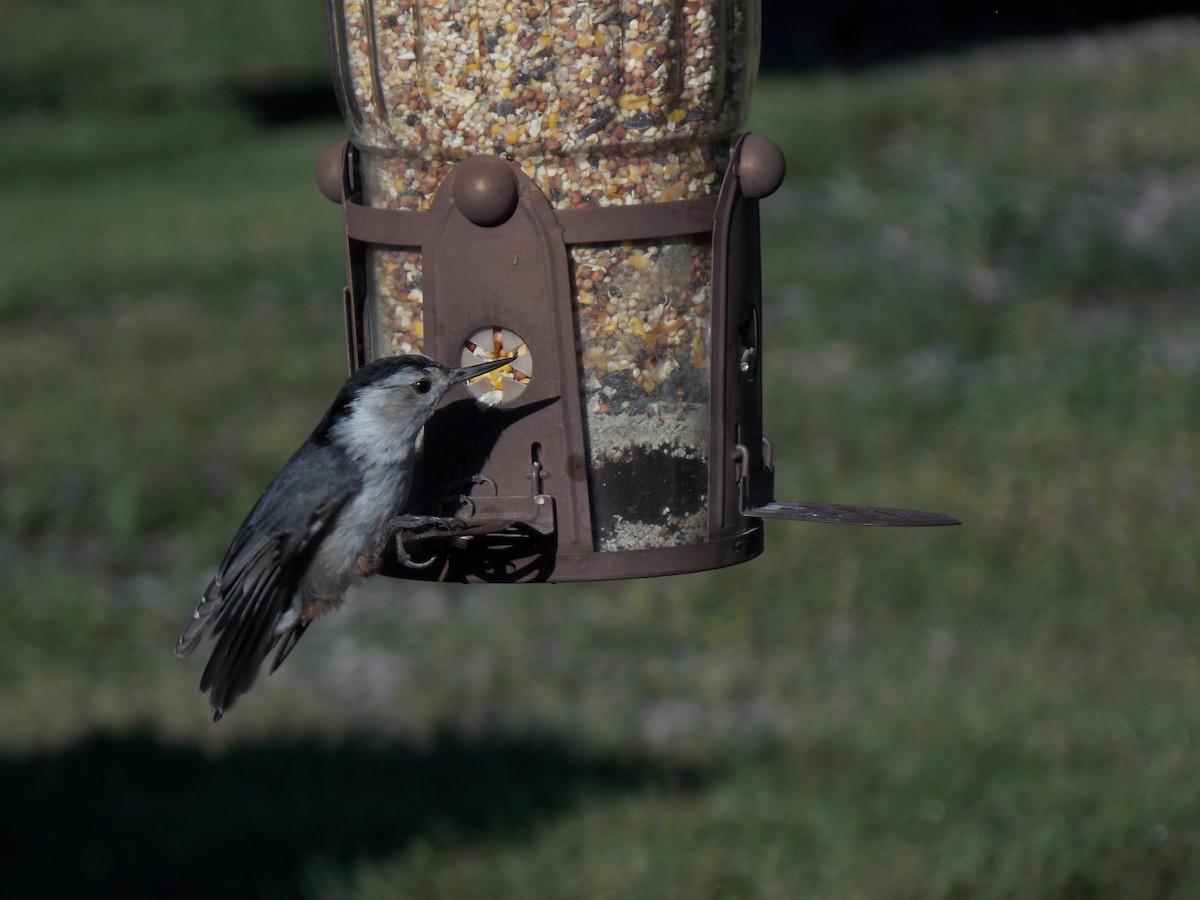 White-breasted Nuthatch - ML620793740