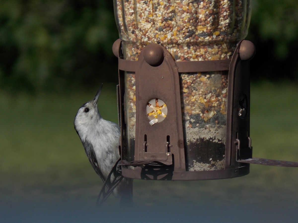 White-breasted Nuthatch - ML620793741