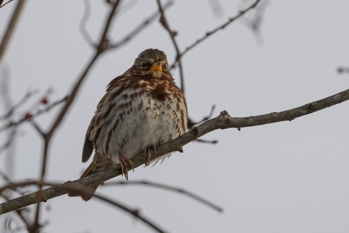 Fox Sparrow (Red) - ML620793742