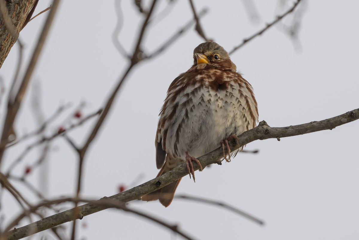 Fox Sparrow (Red) - ML620793743