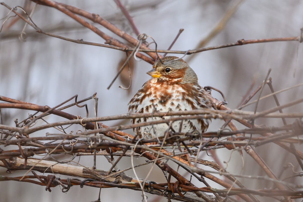 Fox Sparrow (Red) - ML620793744