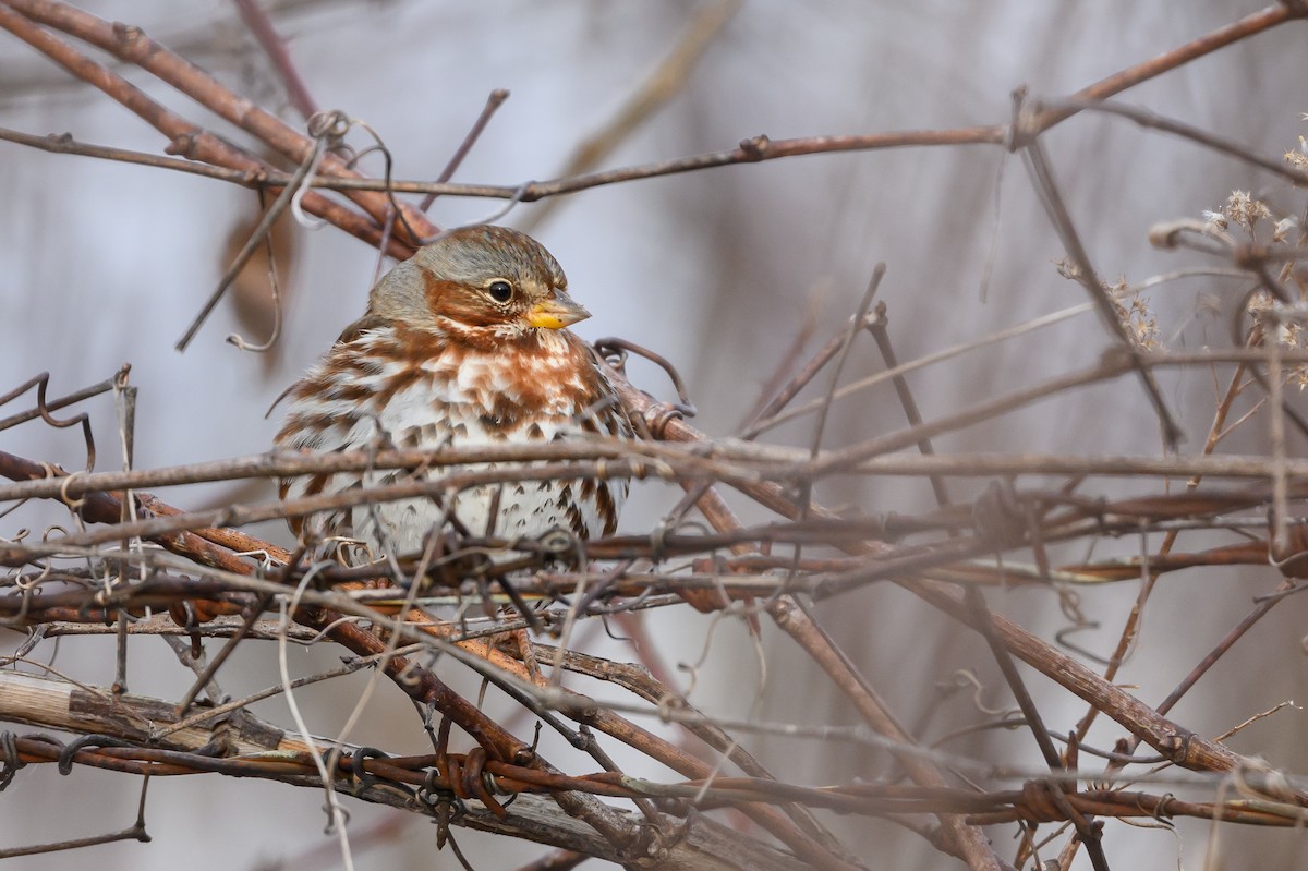 Fox Sparrow (Red) - ML620793745