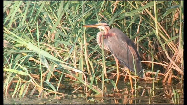 Purple Heron - ML620793746