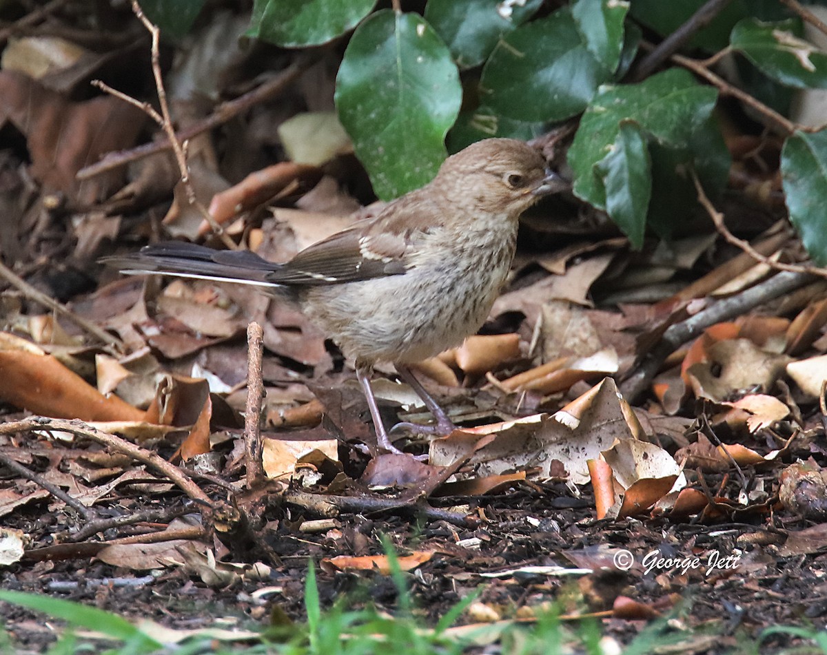 Eastern Towhee - ML620793747