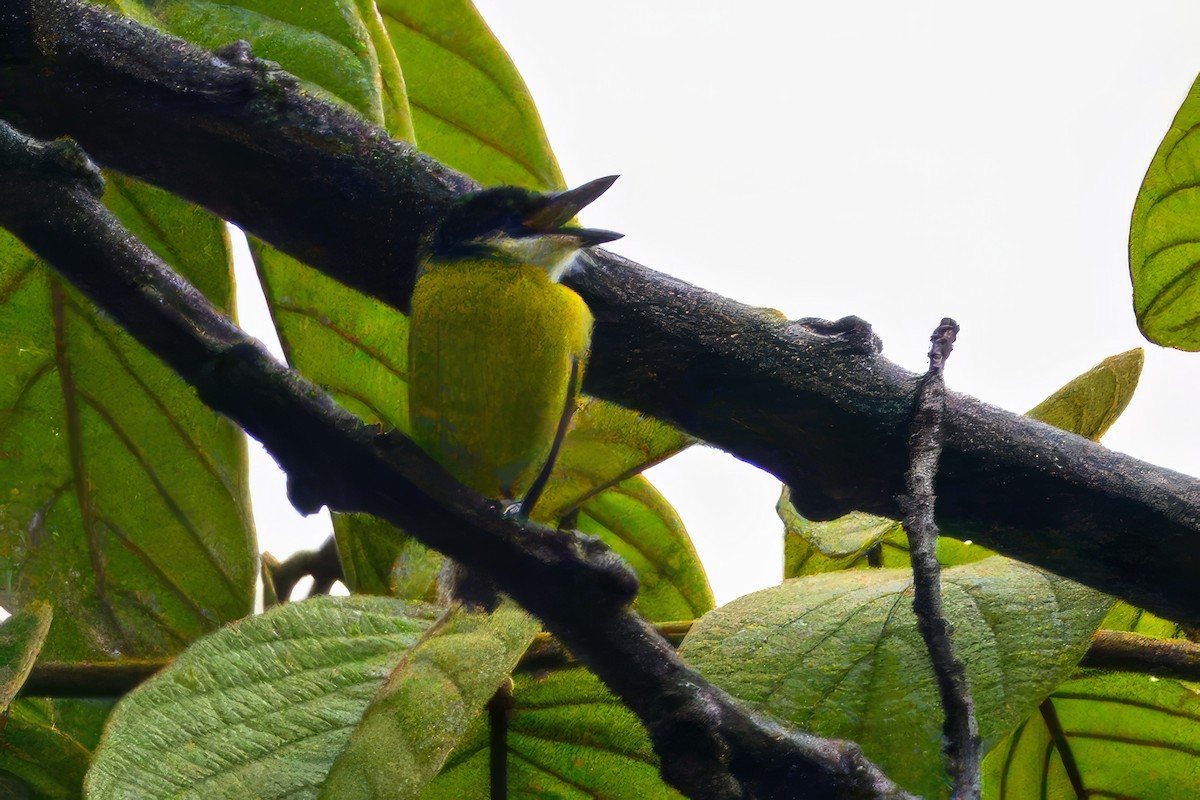 Black-headed Tody-Flycatcher - ML620793750