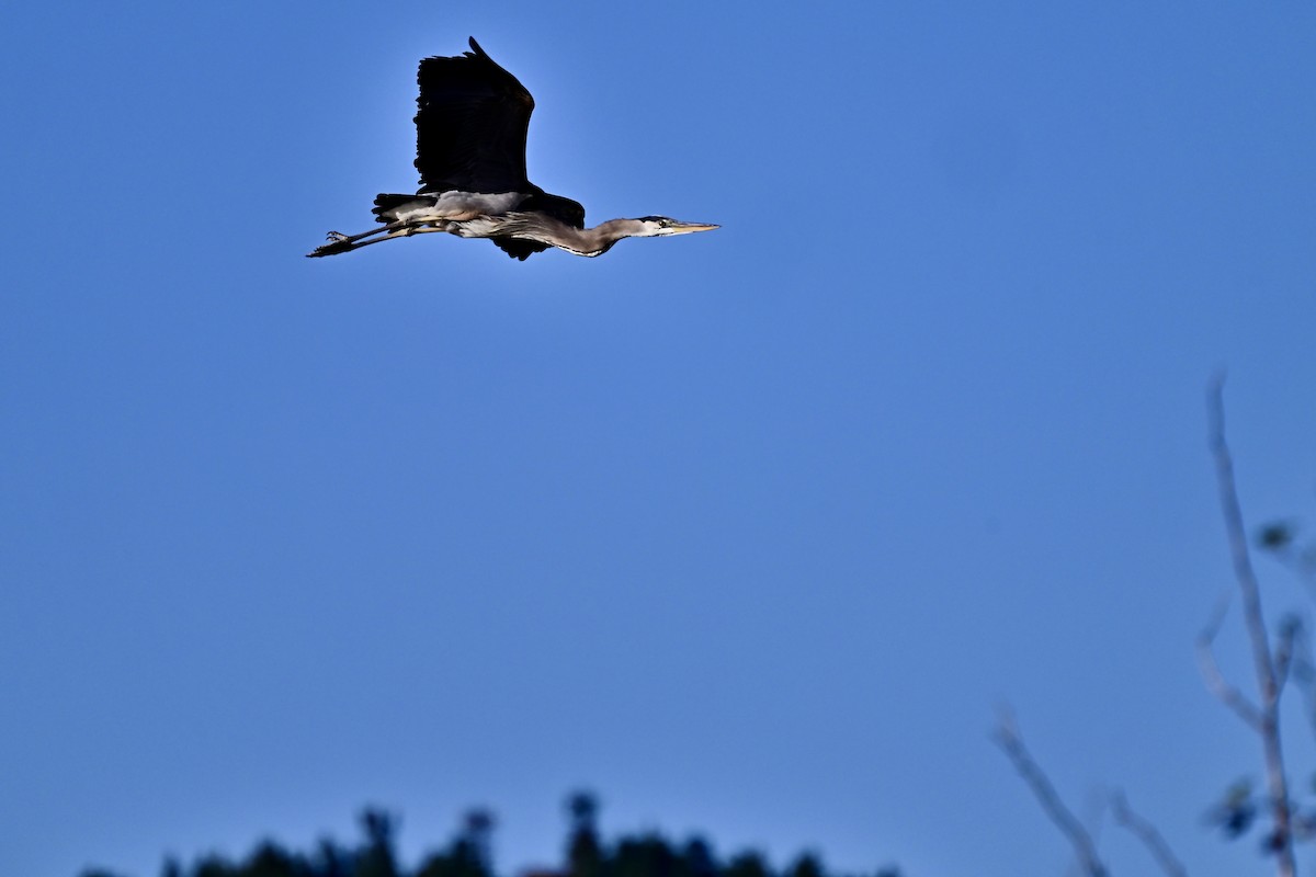 Great Blue Heron - ML620793751