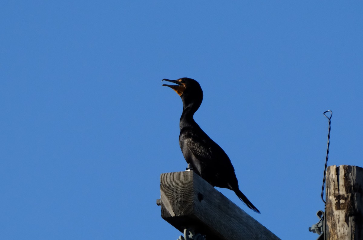 Double-crested Cormorant - ML620793755