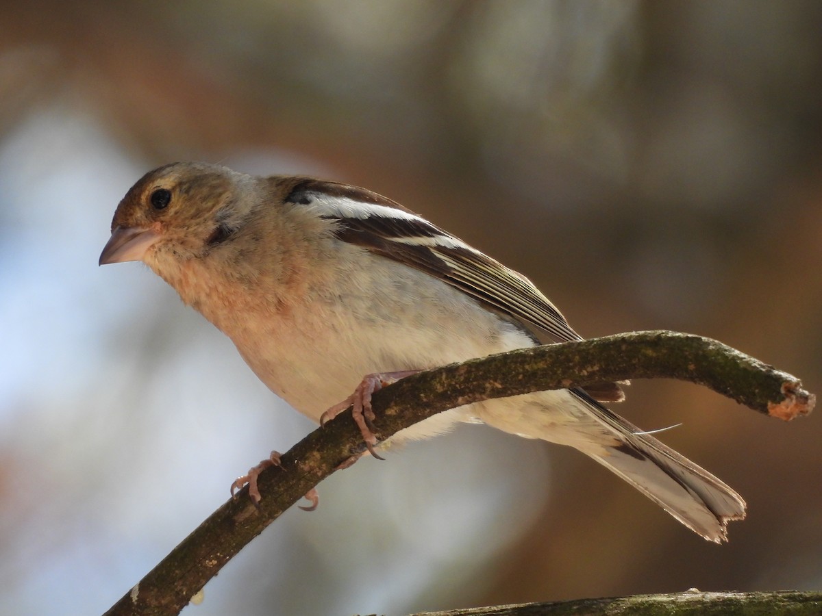 Common Chaffinch - ML620793756