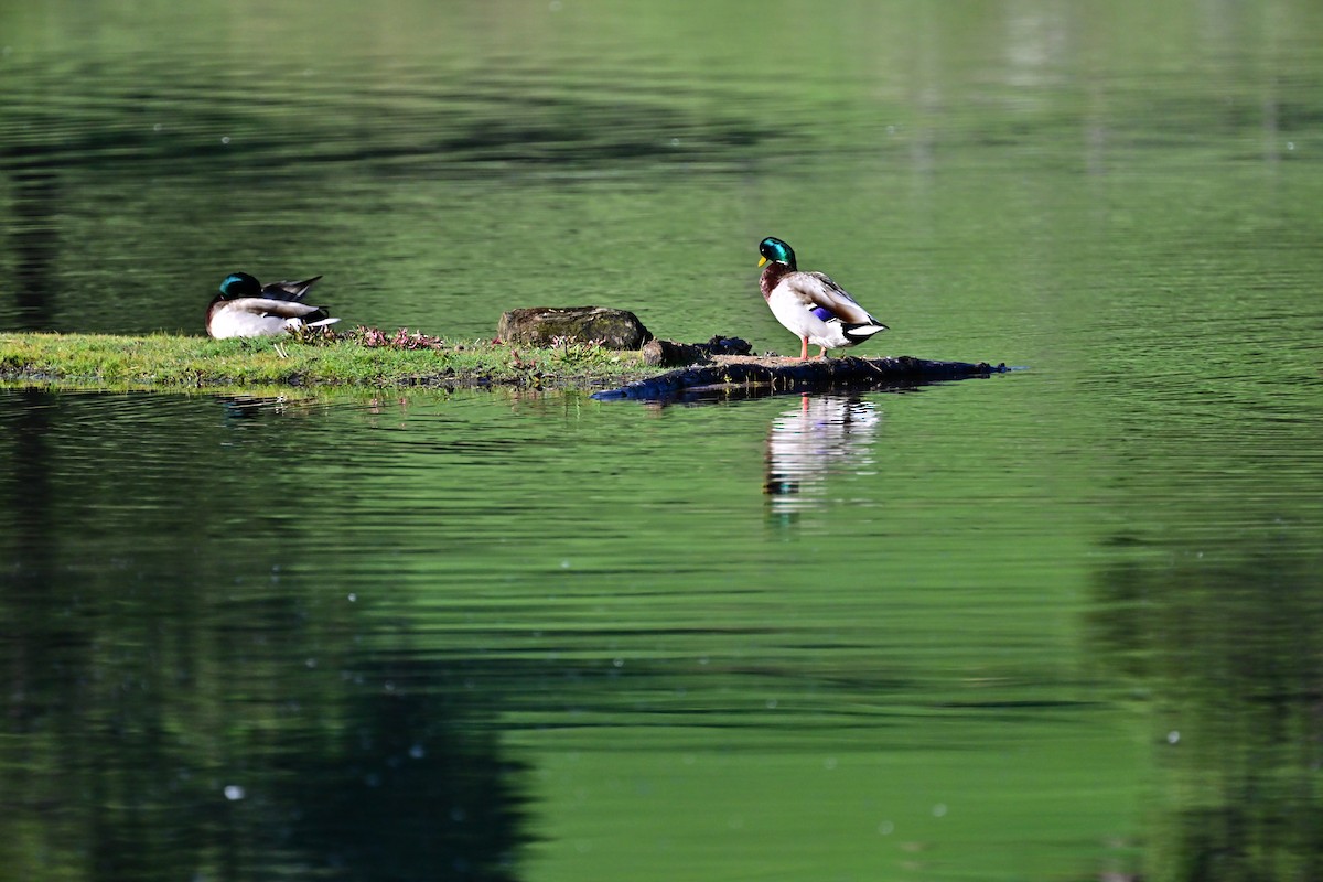 Mallard - Peter Monson