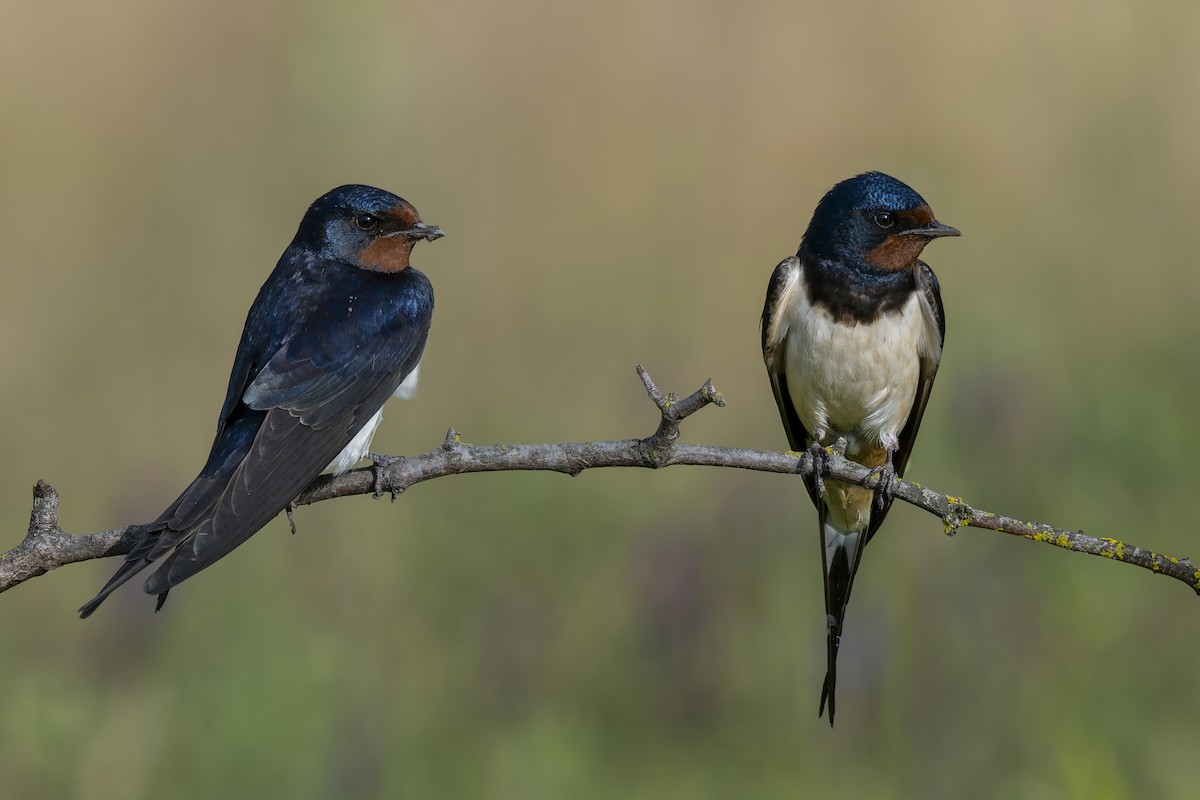 Barn Swallow (White-bellied) - ML620793763