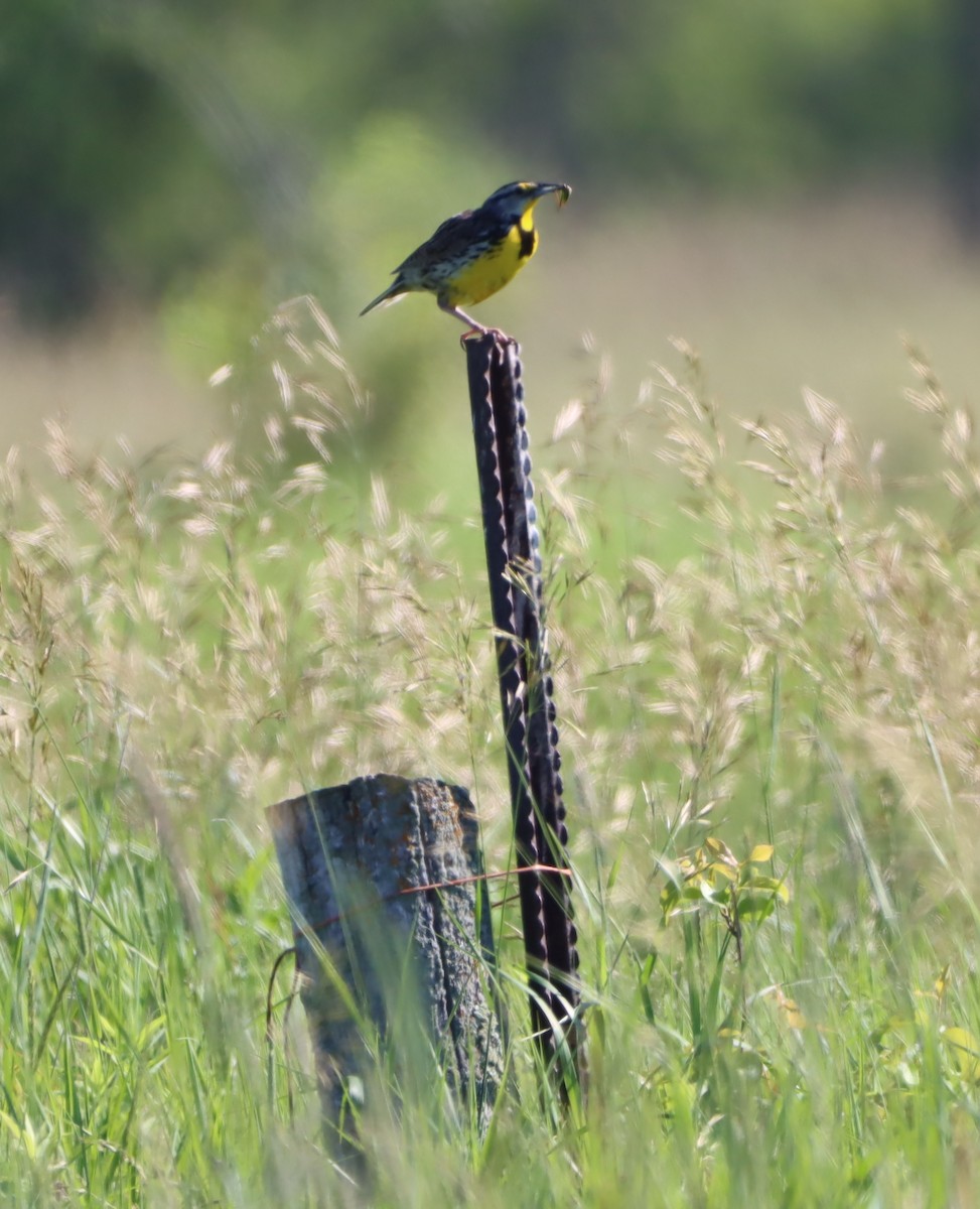 Eastern Meadowlark - ML620793764