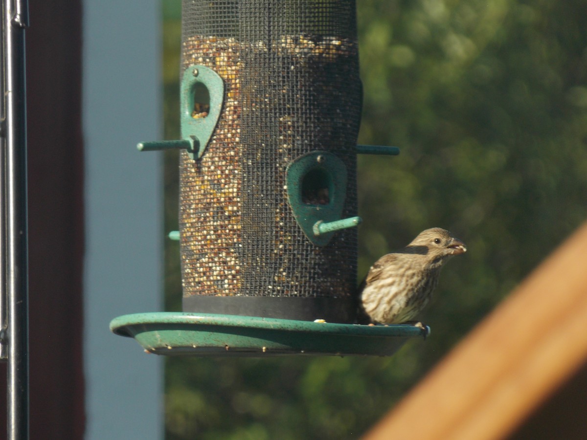 House Finch - ML620793766