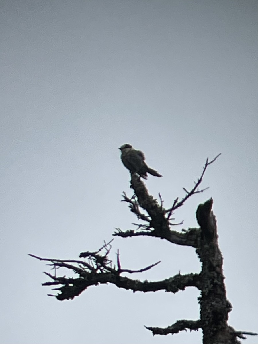 Canada Jay - ML620793770